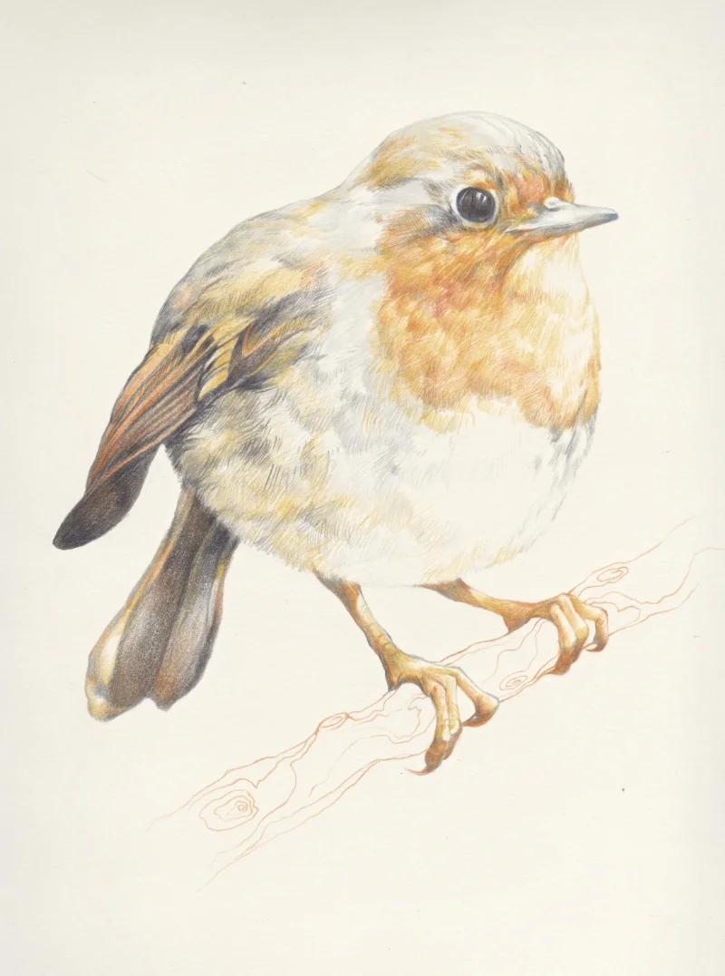 Orange Bird, Francis.jpg