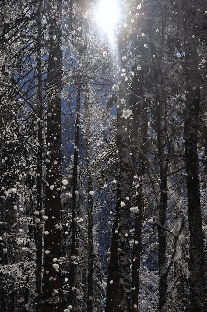 Snowfall here was nothing short of magical. 