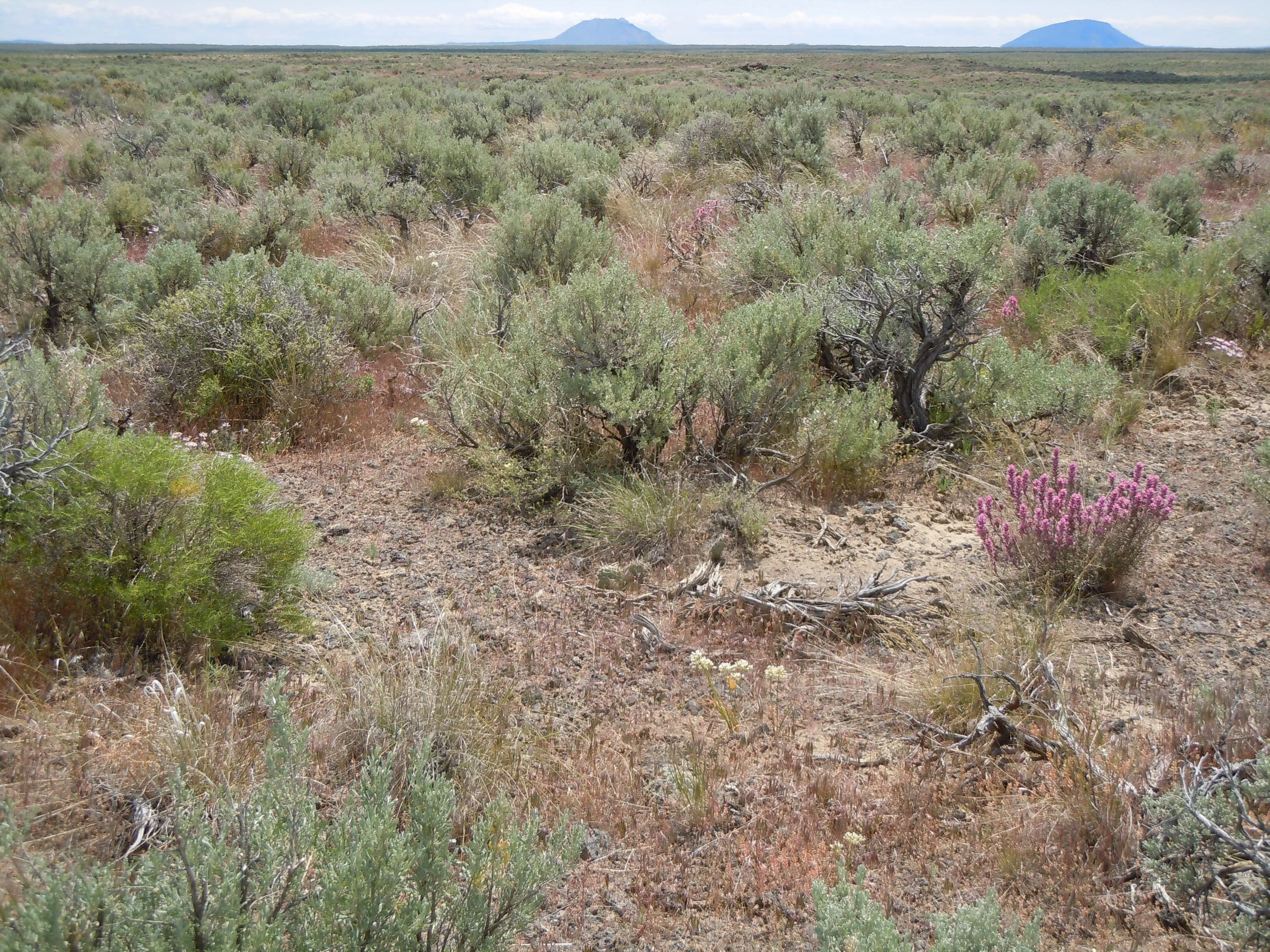 Castilleja_angustifolia_in_sagebrush_steppe_on_lava_bedrock_(5885106320).jpg