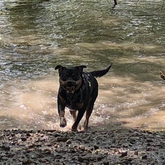 Moody says &ldquo;Who doesn&rsquo;t love a good swim and a mud mask?&rdquo; 😂 #dogsrunning #dogsinwater #dogsofinstagram #dogsofbuffalo #dogparkfun #enjoyinglife #ellicottislandbarkpark #friendsofellicott