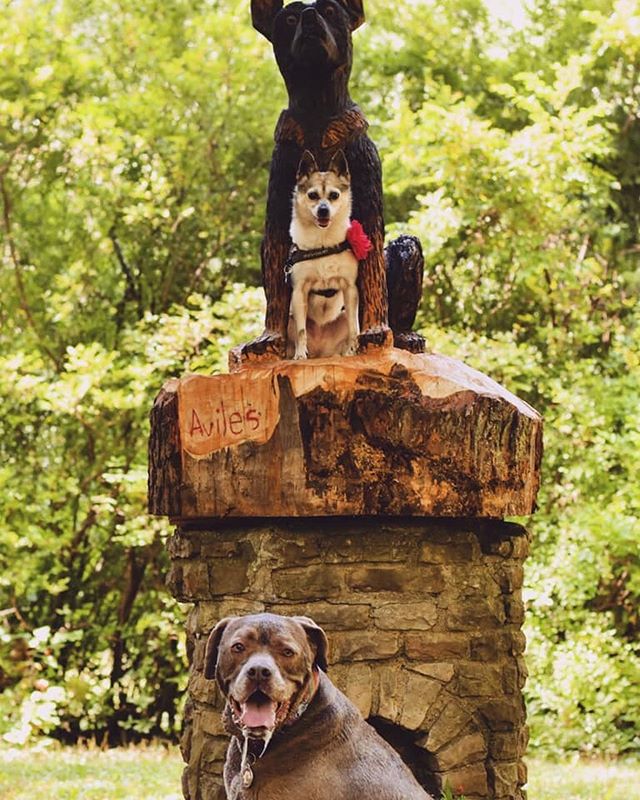 Martha and Lola are posing with the newest addition to the Bark Park. #ellicottislandbarkparkart #ellicottislandbarkpark #dogsofinstagram #dogsofbuffalo #dogsposingforpictures #cutedogfriends #friendsofellicott  Photo Credit: Lindsay Gail Kustich