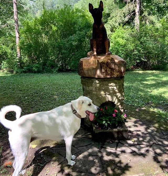 Honey really doesn&rsquo;t see what the big deal is with this statue  #ellicottislandbarkparkart #ellicottislandbarkpark #bigdog #dogparklife #dogsofinstagram #dogsofbuffalo #friendsofellicott  Photo Credit: Susan Strenkoski