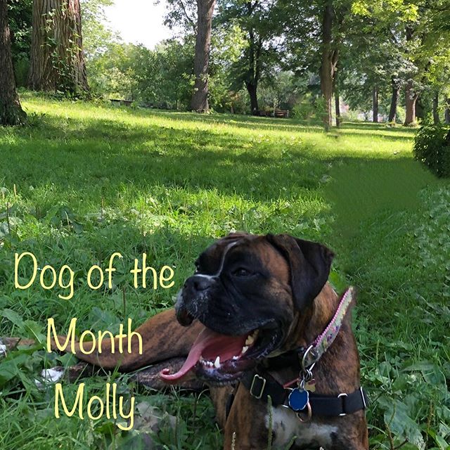 Congratulations to Molly Fey, she is our Dog of the Month for September!  #ellicottislandbarkpark #friendsofellicott #dogofthemonth #boxersofinstagram #boxerdog #dogsofinstagram #dogsofbuffalo #dogparks