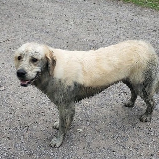 Play in the mud because life is too short to always have clean fur. 😂 #goldenretriever #bigmuddygoldenretrievers #dirtydogs #dogparkfun #dogsofinstagram #dogsofbuffalo #friendsofellicott #ellicottislandbarkpark