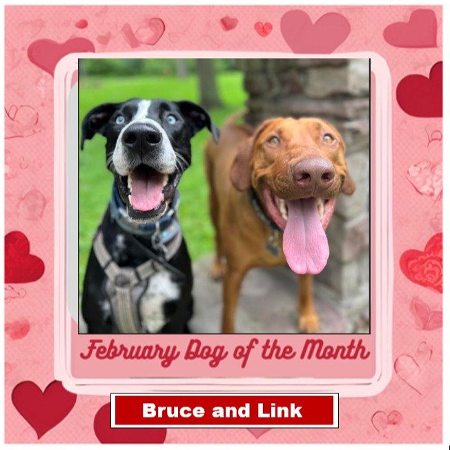 A Valentine Story
Meet these happy four-year-old friends, Bruce a Great Dane/Husky, adopted from Buddy&rsquo;s Second Chance, and Link, a Rhodesian Ridgeback. They have the best time playing together at the park, chasing squirrels, looking for mice, 