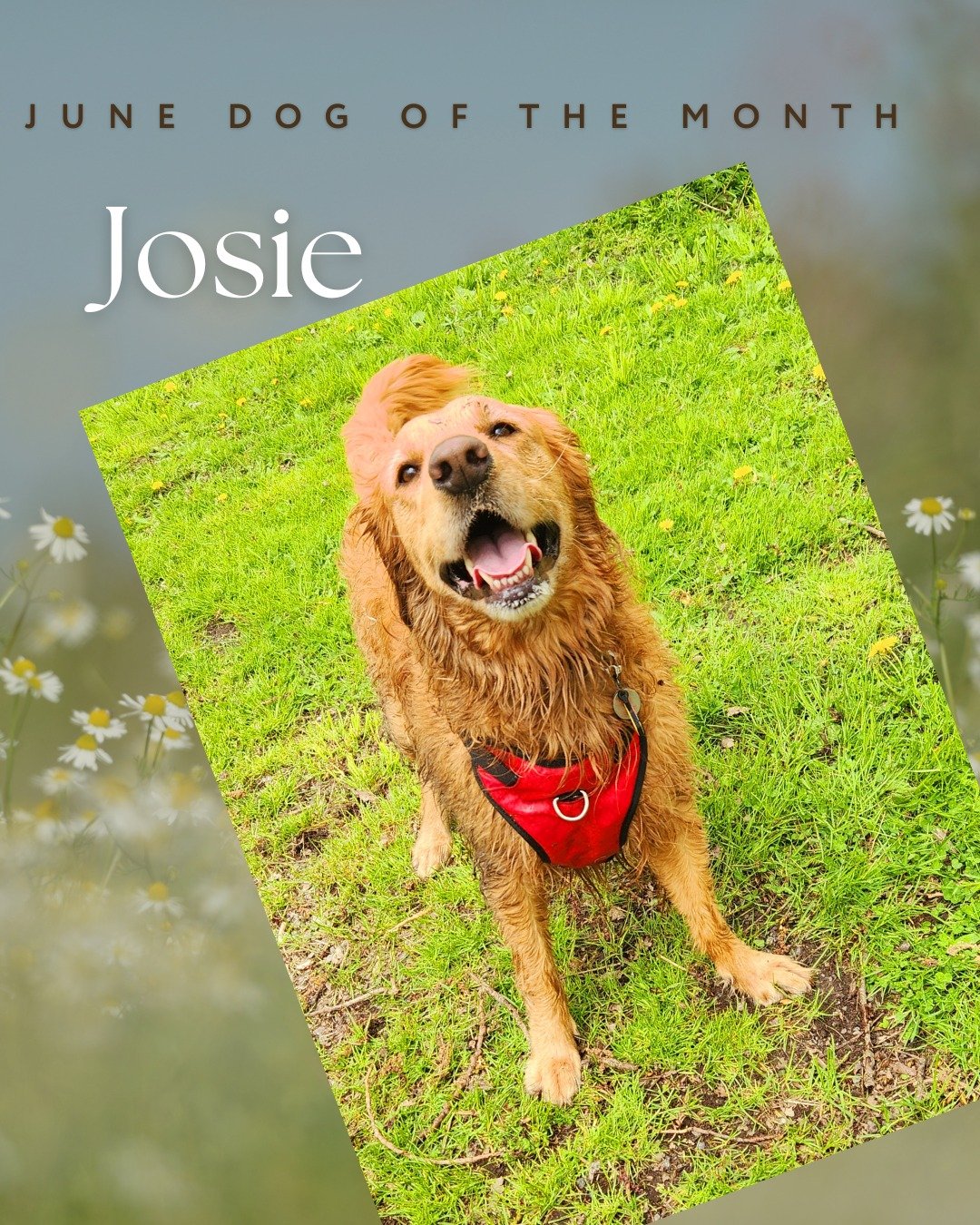 Josie is a 4-yr old Golden Retriever adopted at 8 weeks old during COVID. 

She has 3 cat siblings - &ldquo;Josie and the Pussy Cats&rdquo; LOL. 

Josie loves Bark Park and has been visiting since she was about 5 months old. She gets so excited at th
