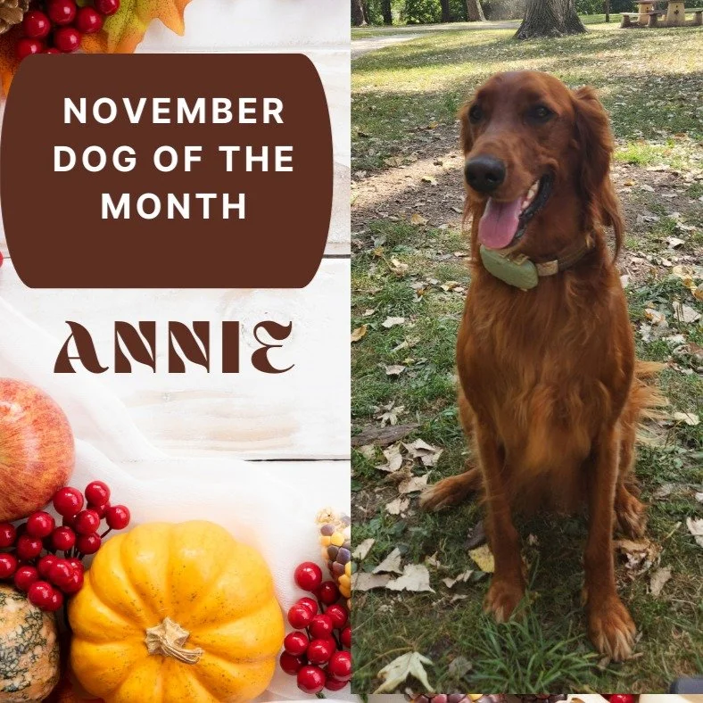 🐾 Introducing our November Dog of the Month: Annie! 🐾 [1, 2]
Meet Annie, the two-year-old Irish Setter with a heart of gold and a personality to match! This social butterfly is a proud rescue pup who has quickly mastered the art of being a park pri