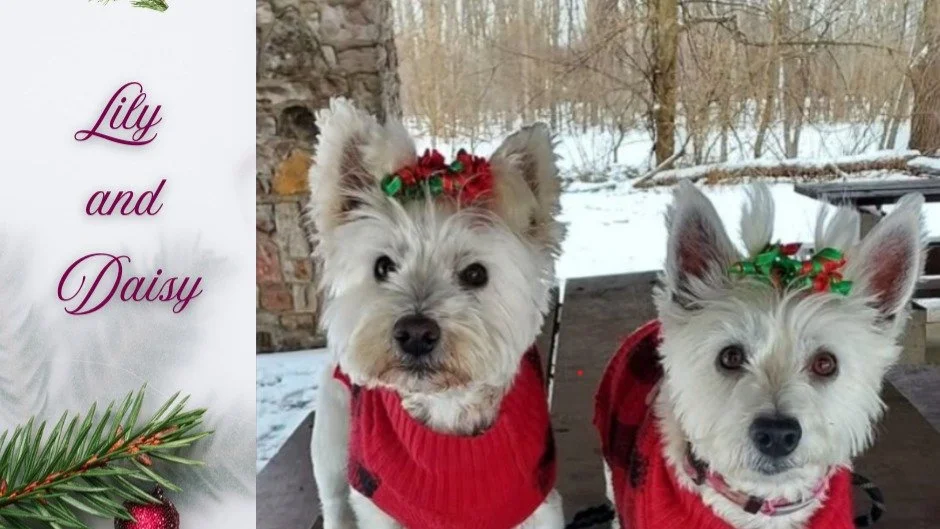A December shoutout to two Bark Park dedicated visitors: Lily and Daisy, the Westie duo!
These two are almost 10 years old and have very distinct personalities. Daisy's the barker, a little standoffish until she gets to know you, while Lily's the soc