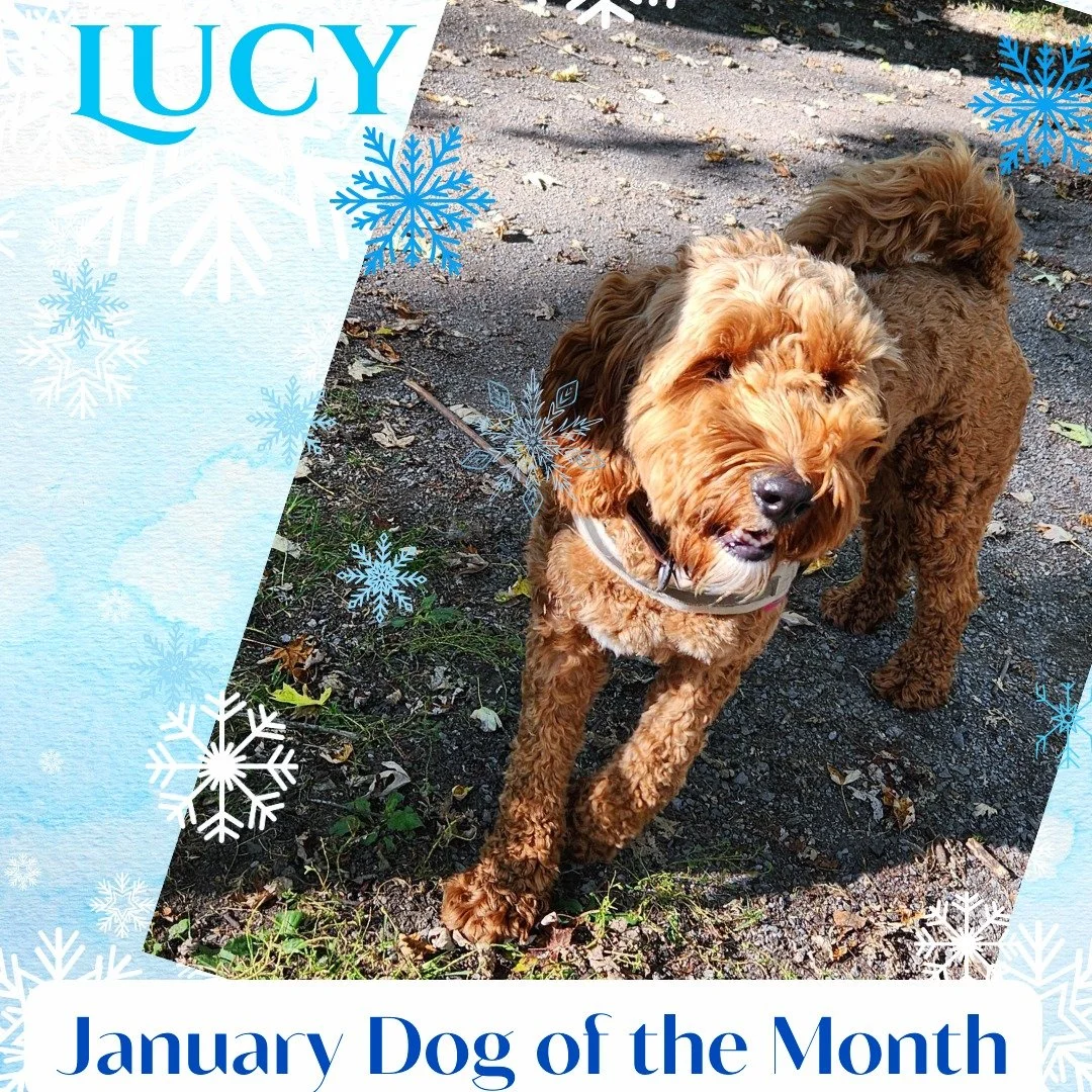🐾 🎉 January Dog of the Month: LUCY! 🎉 🐾 

Say hello to Lucy, our adorable 2‑year‑old Mini Goldendoodle who&rsquo;s kicking off the new year with her fluffy charm. 

Lucy is a daily double at the Bark Park&mdash;she visits twice a day, , because s