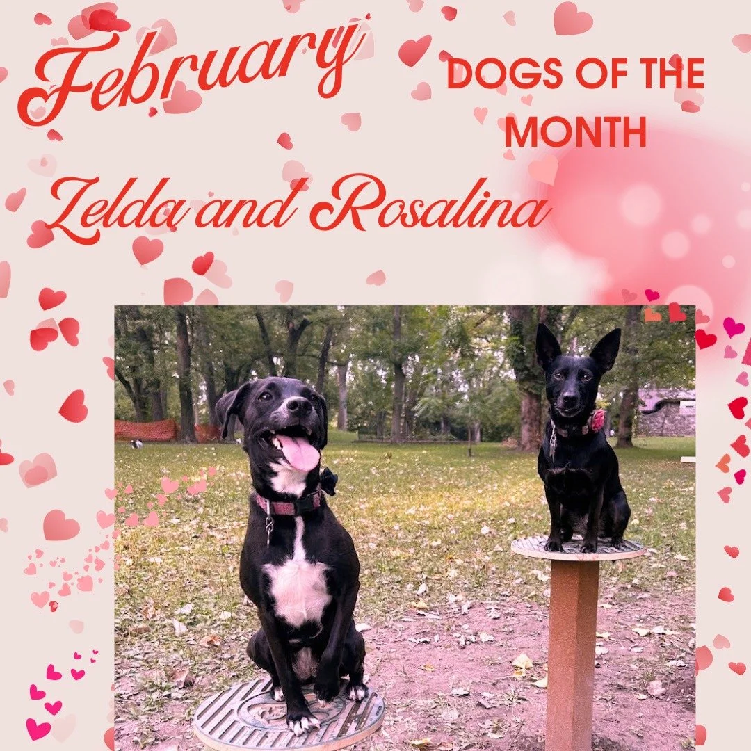 We are Zelda and Rosie, and we are paws-itively thrilled to be your Dogs of the Month for February! 🐾

We made the long trek all the way from Texas to find our forever home here, and while we might be "foster fails," we think we&rsquo;re a