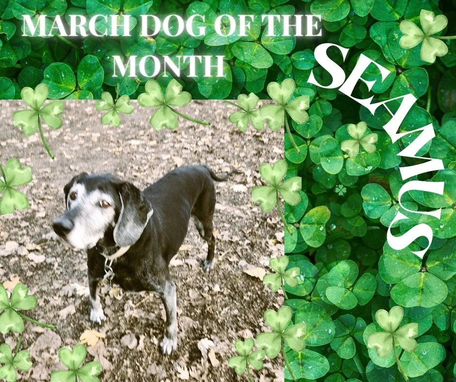 Meet our newest Dog of the Month, the legendary Seamus! At 13 years young, this handsome Coonhound/Pointer rescue from West Virginia has been a beloved fixture at the Bark Park for years.  While he&rsquo;s famous for his friendly nature, Seamus is al