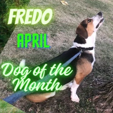 Fredo is Dog of The Month
Fredo was randomly selected from member participation. It is bittersweet when we are called to celebrate a park friend who is no longer with us. This month, we are honoring Fredo, a beloved Basset/Beagle mix who truly embodi
