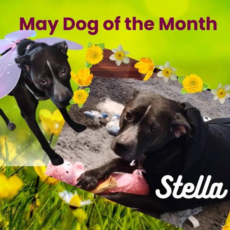 Meet Our May Dog of the Month: Stella, the Resilient Princess! 

Every once in a while, a dog comes along who doesn't just join a family&mdash;they heal it. This month, we are honored to feature Stella, a little lady with a big heart who proved that 