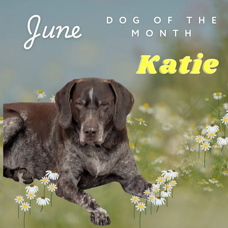 Bark Park&rsquo;s June Dog of the Month: The Unstoppable Katie! 

Meet Katie, our June superstar! At 12 years young, this vibrant German Shorthaired Pointer proves daily that age is just a number. 

Katie is familiar, face around Bark Park. Nearly ev