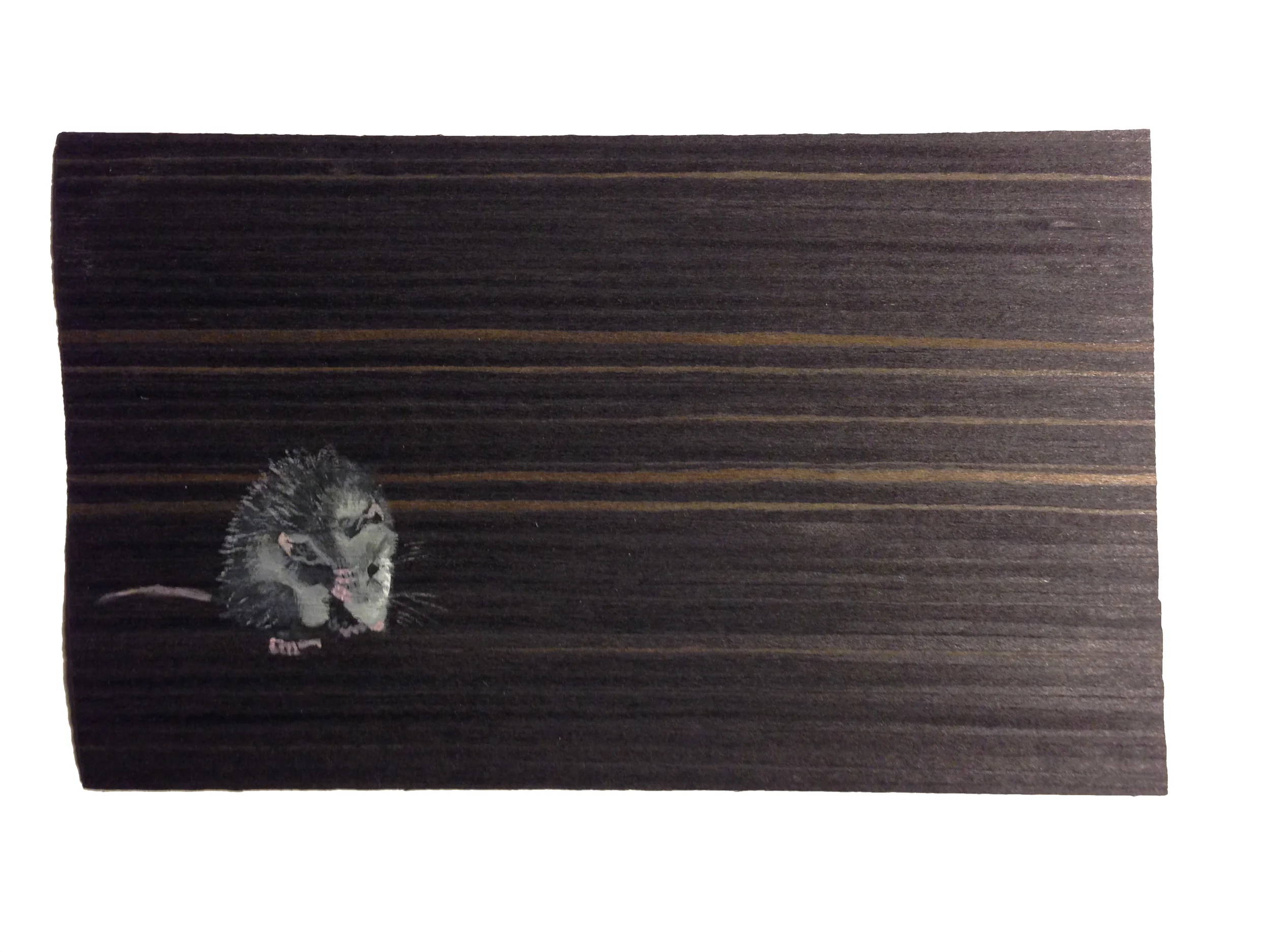Virginia Opossum