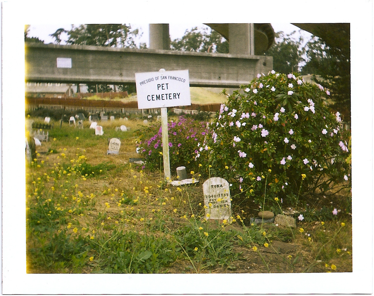 polaroidsf:

Pet Cemetery