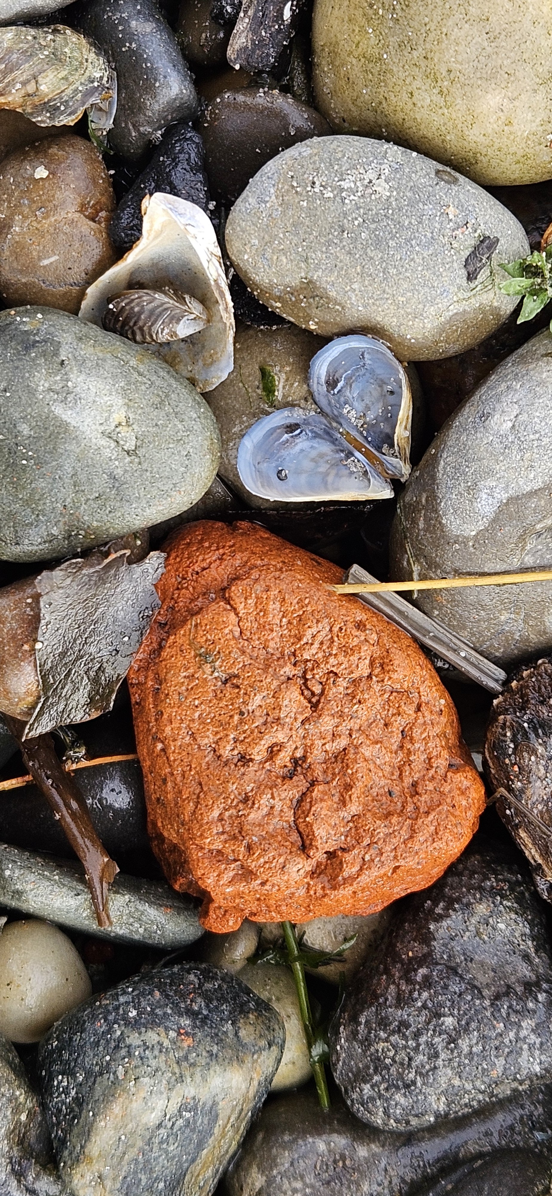 Close-up of wet rocks on a beach shoreline, with some shells and seaweed.