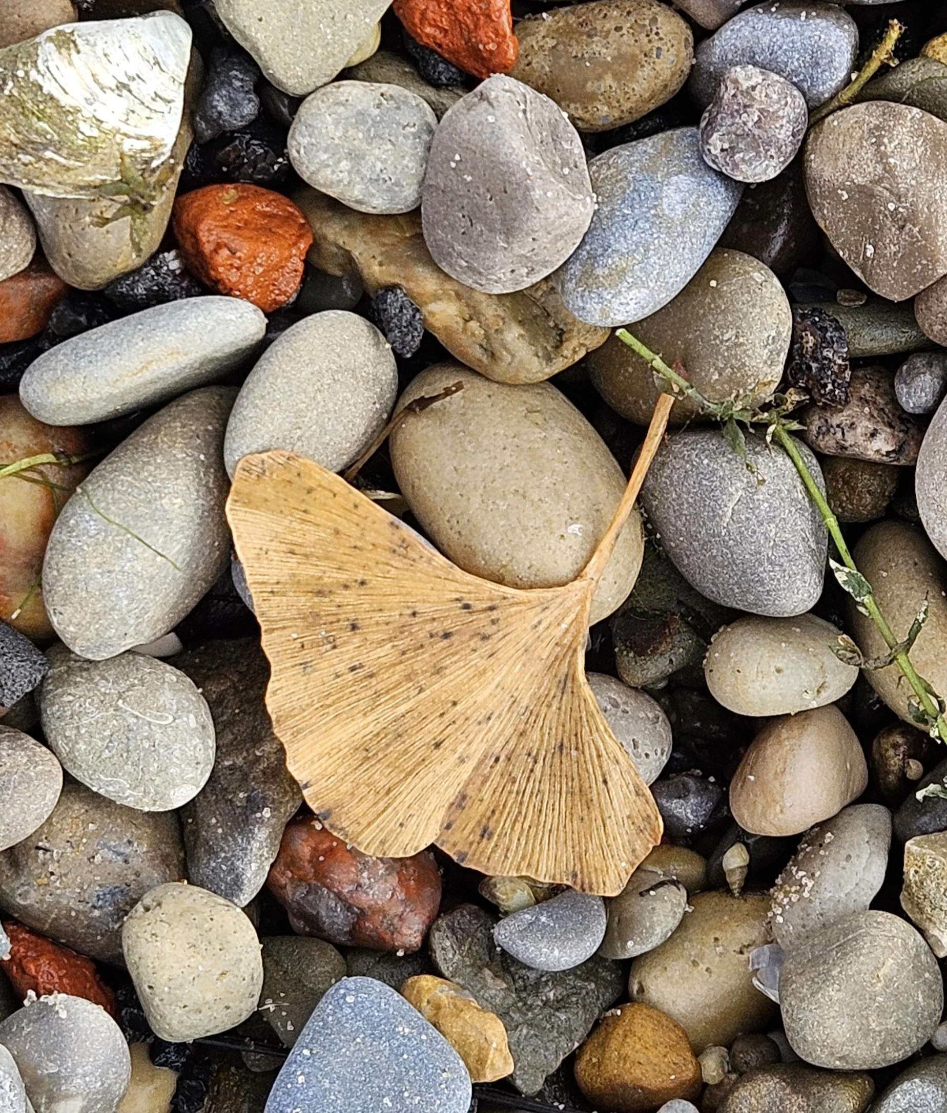 Various small stones and pebbles of different colors and textures, some with organic debris and small twigs, scattered on a surface.