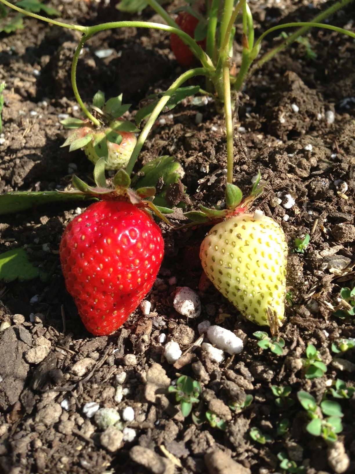 Strawberries in the garden at my work