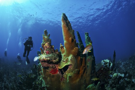 Scuba_Belize4_pillar-coral_ambergris-caye_72rgb-448x300.jpg