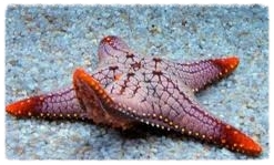 starfish.jpeg