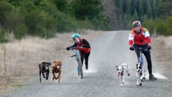 The most fun you can have with your dog!