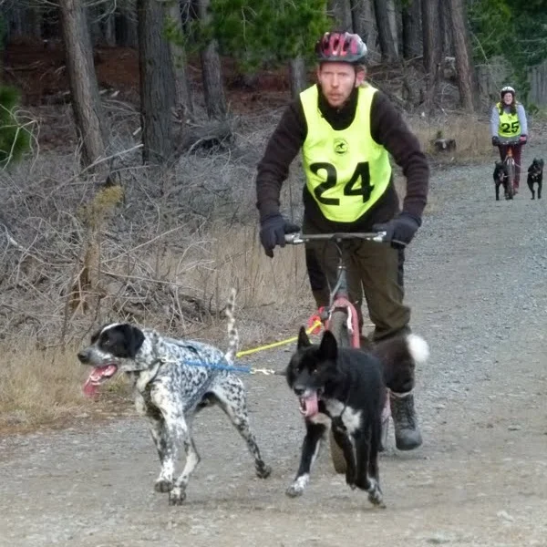 Dryland Racing — Canterbury Sled Dog Club, Christchurch ... scooter tow harness 