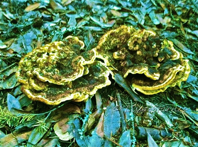 mushrooms (9).jpg