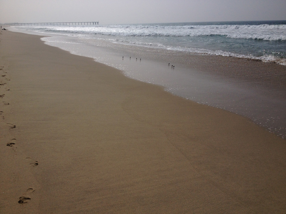 Beach_Birds_Footprints.jpg