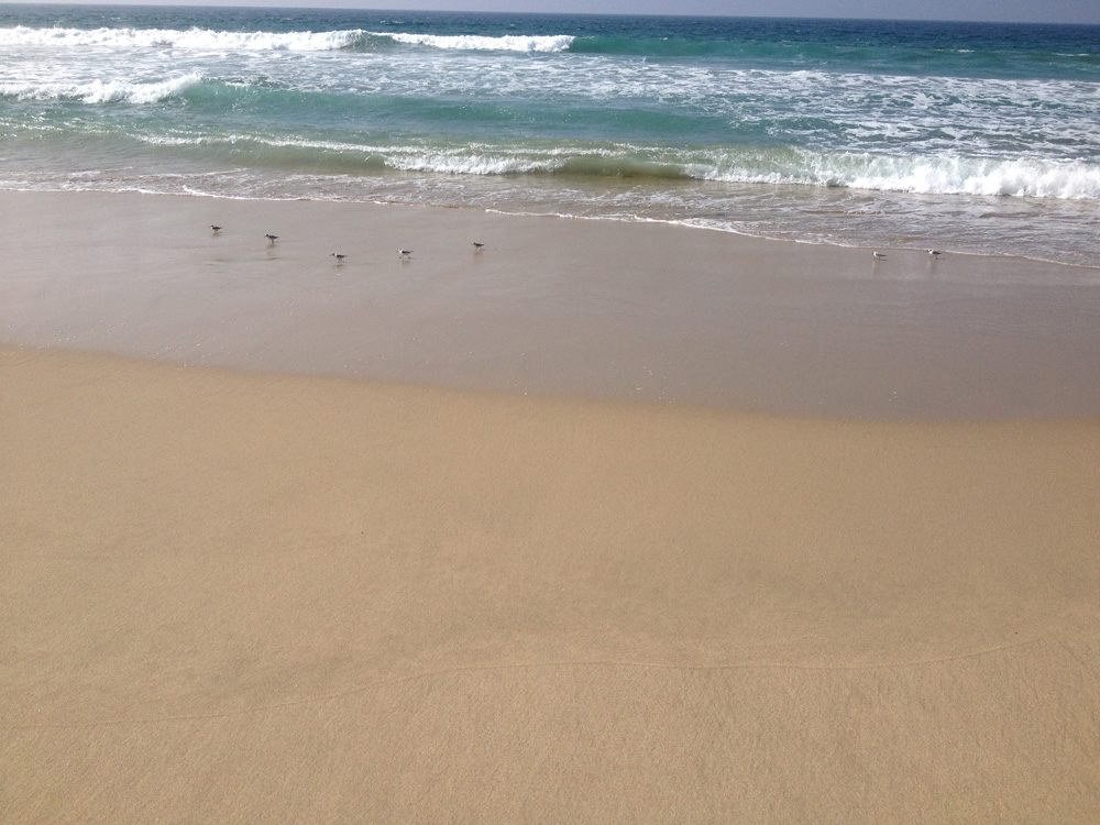 Birds on the beach 3.jpg
