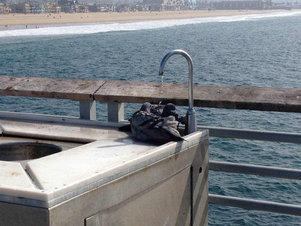 Pidgeons on a pier_Shower time.jpg