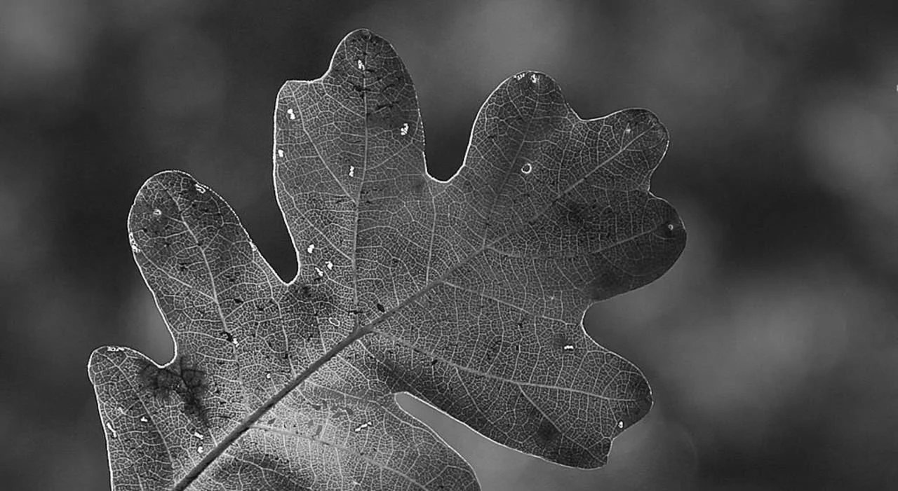 leaf.jpg