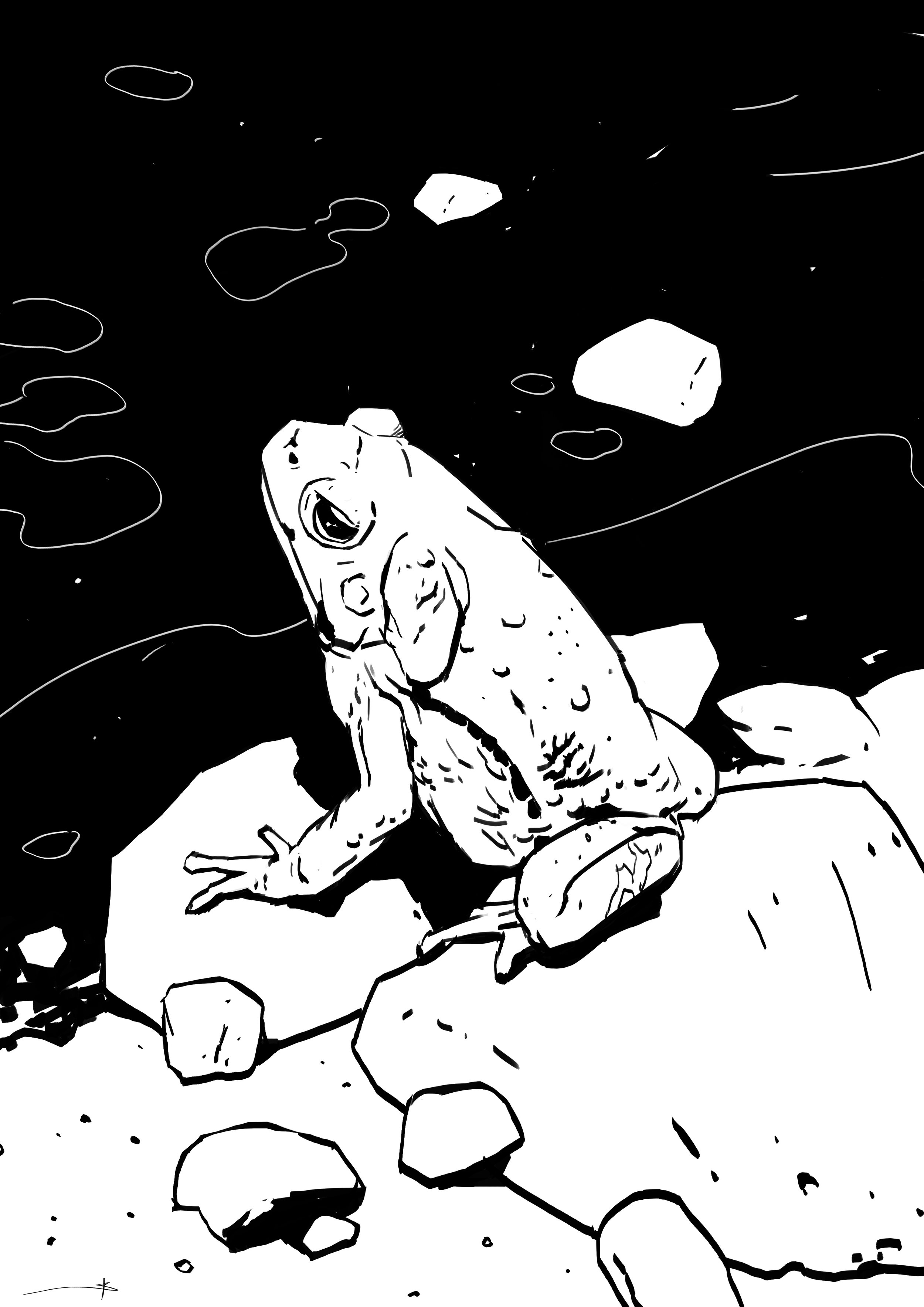 Cane Toad.jpg