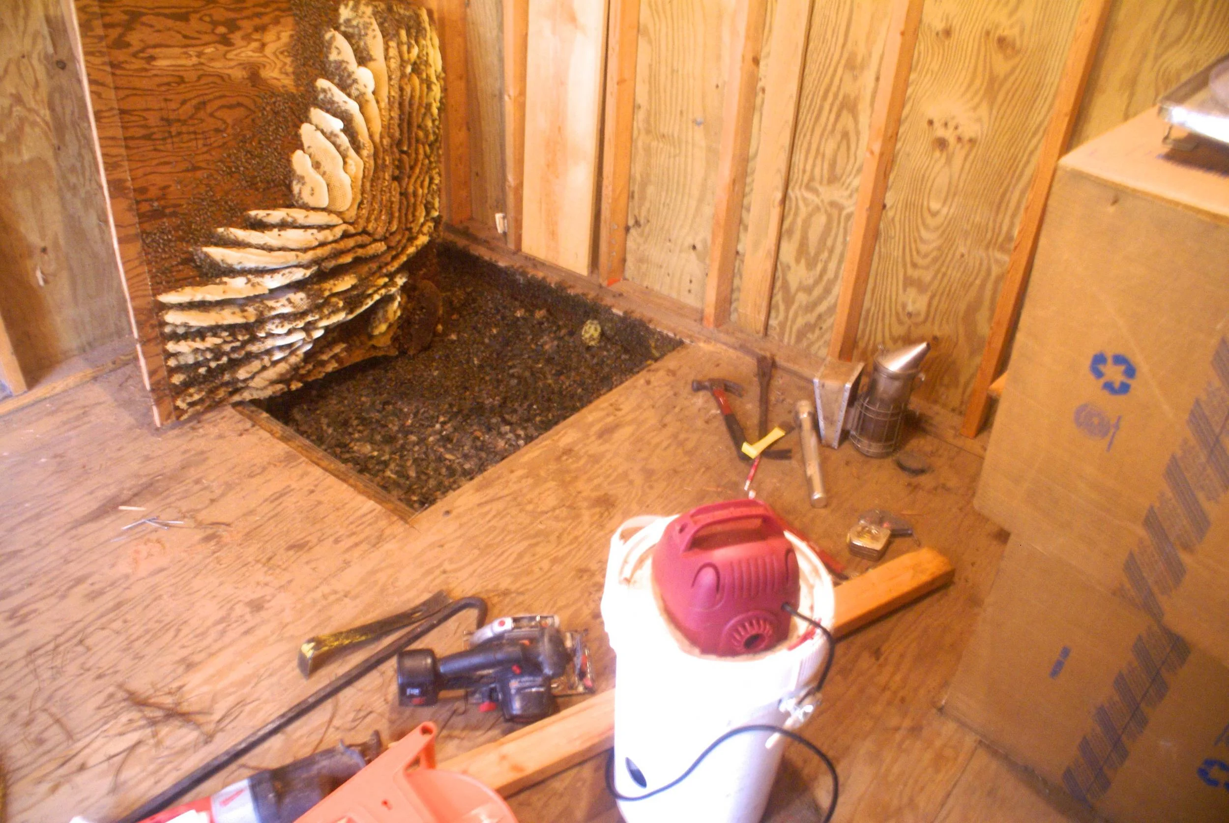 Bee Removal