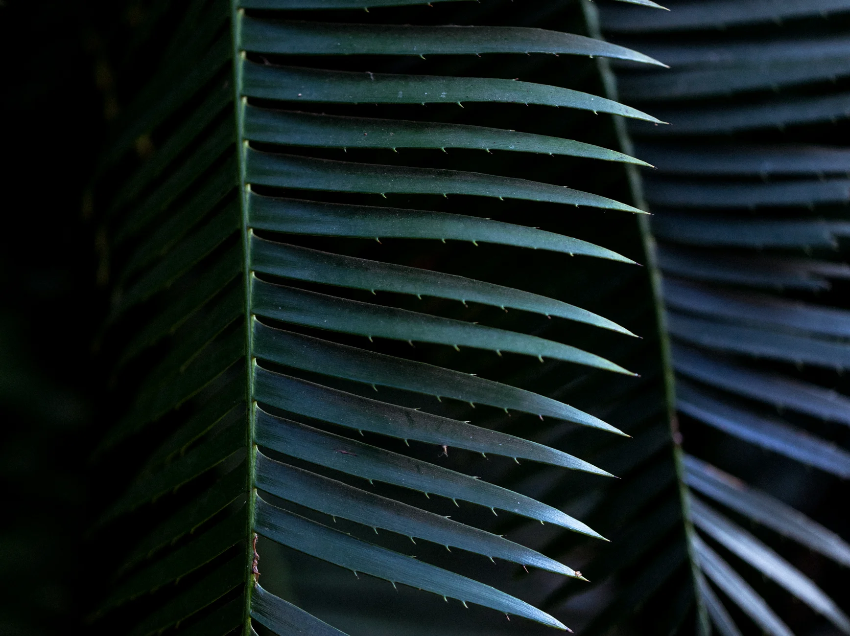 leaves.jpg