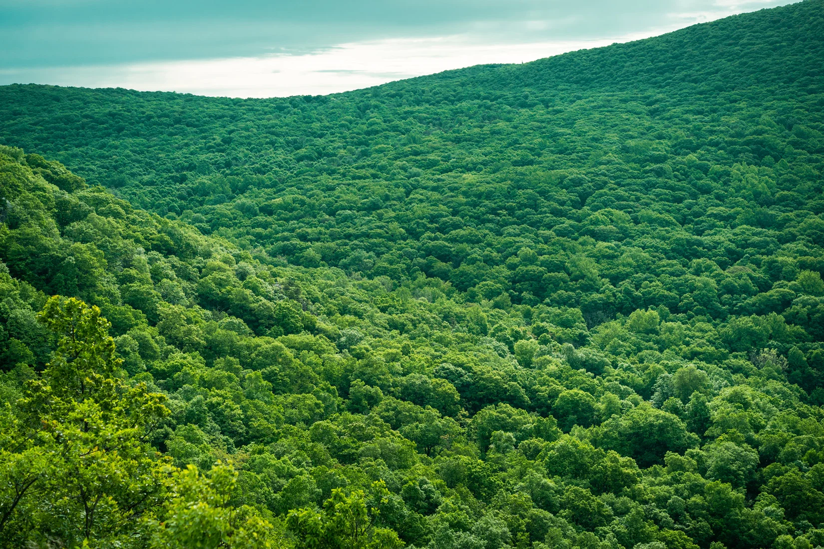 Reconnecting with Nature