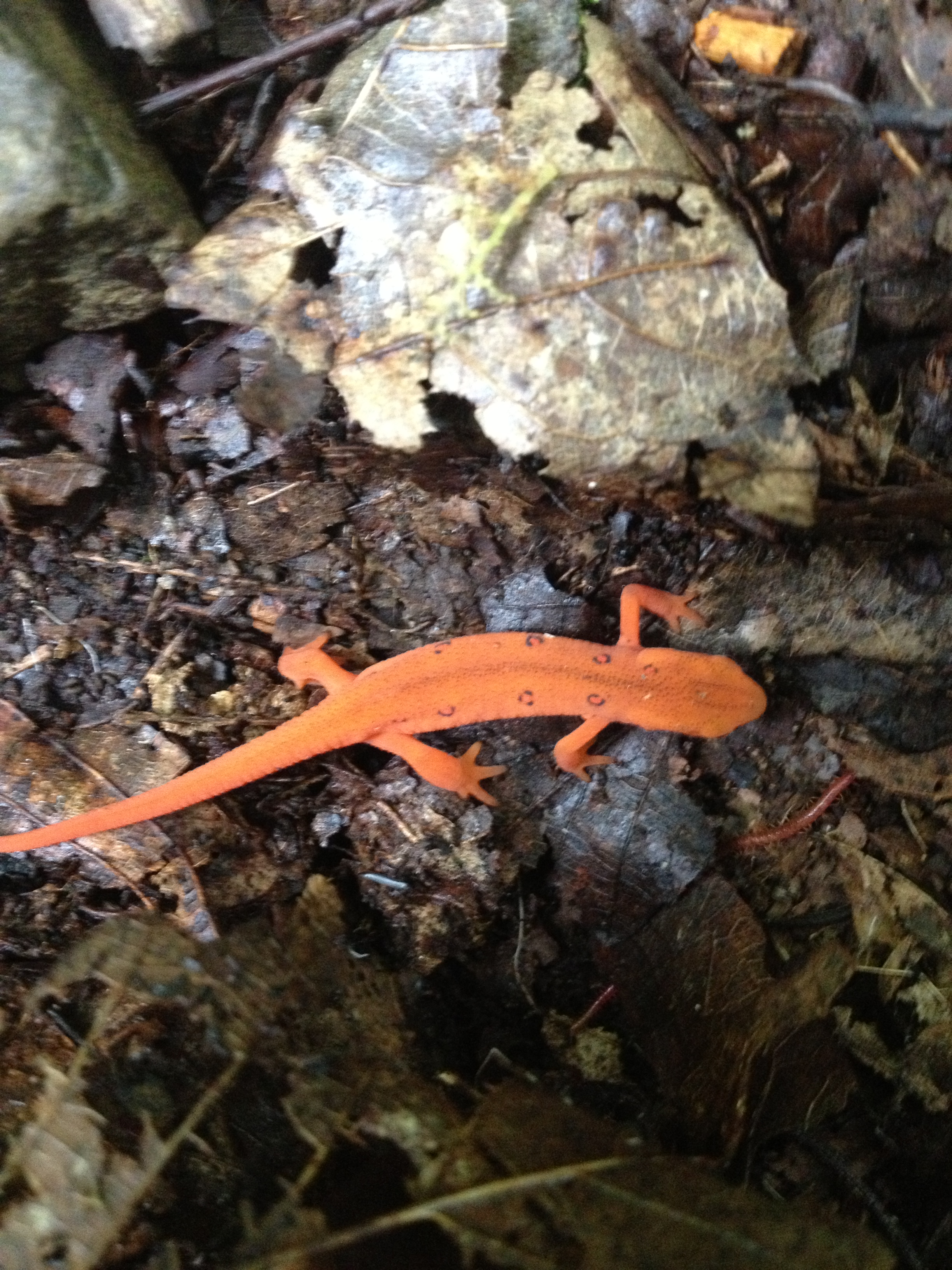 Eastern Newt, Photographed on the Southern Traverse trying to catch a snack! The eastern newt spends its juvenile period in lakes and streams and is green in color as an adult they move onto land and turn this brilliant orange. These little guys come out in the summer onto our trails and are easy to spot before the leaves fall.