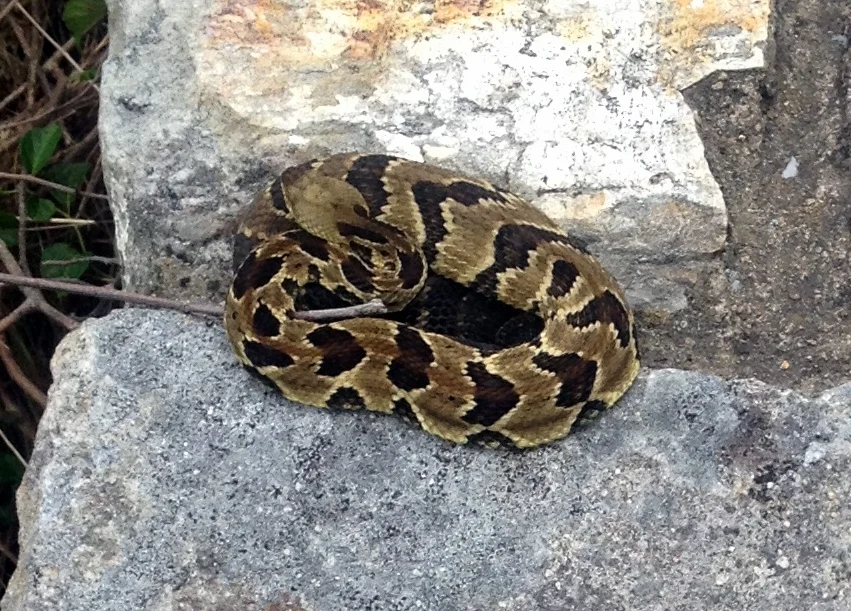 Timber Rattlesnake, Found on a rock wall in the national forrest. these are a very venomous pit viper found in most of the eastern us. keep your space!