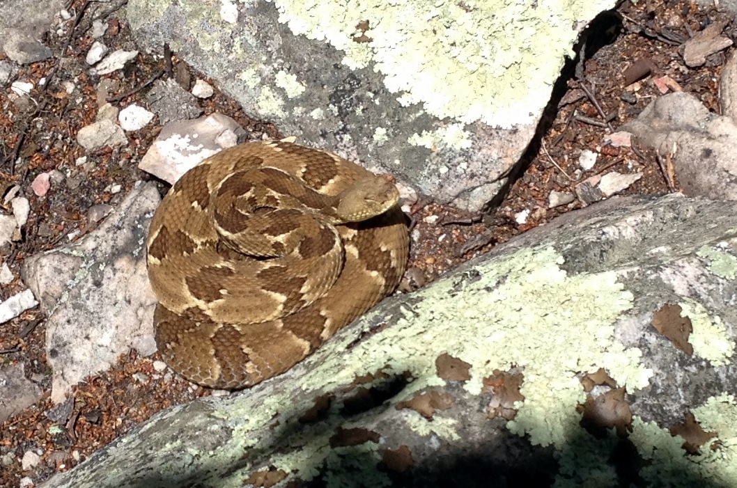 This is either a copper head or a timber rattlesnake found on the north fork trail in West Virginia. When in doubt check the jaw line of a snake, the copper heads and rattle snakes have a triangular head with a pronounced transition to the body where as less dangerous imitators have a diamond shaped head with a smooth transition from head to body.