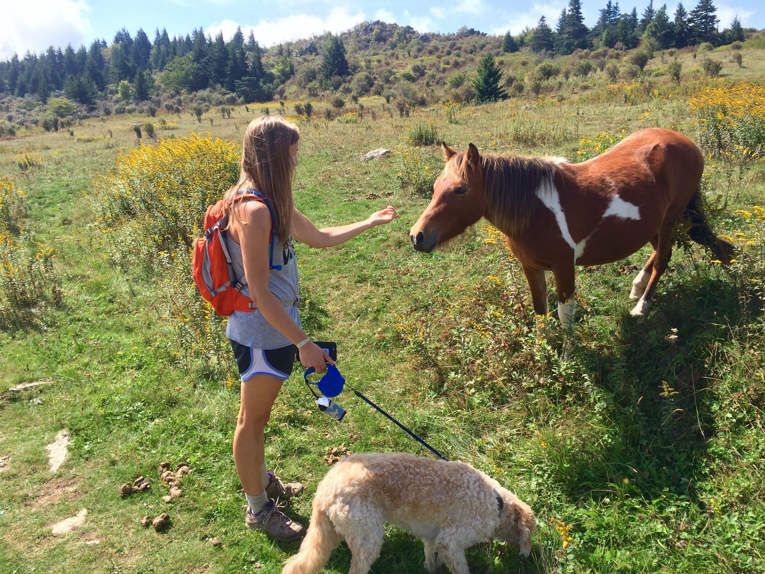 Allie and Cooper meeting one of the wild ponies that is a resident of Grayson Highlands state park.