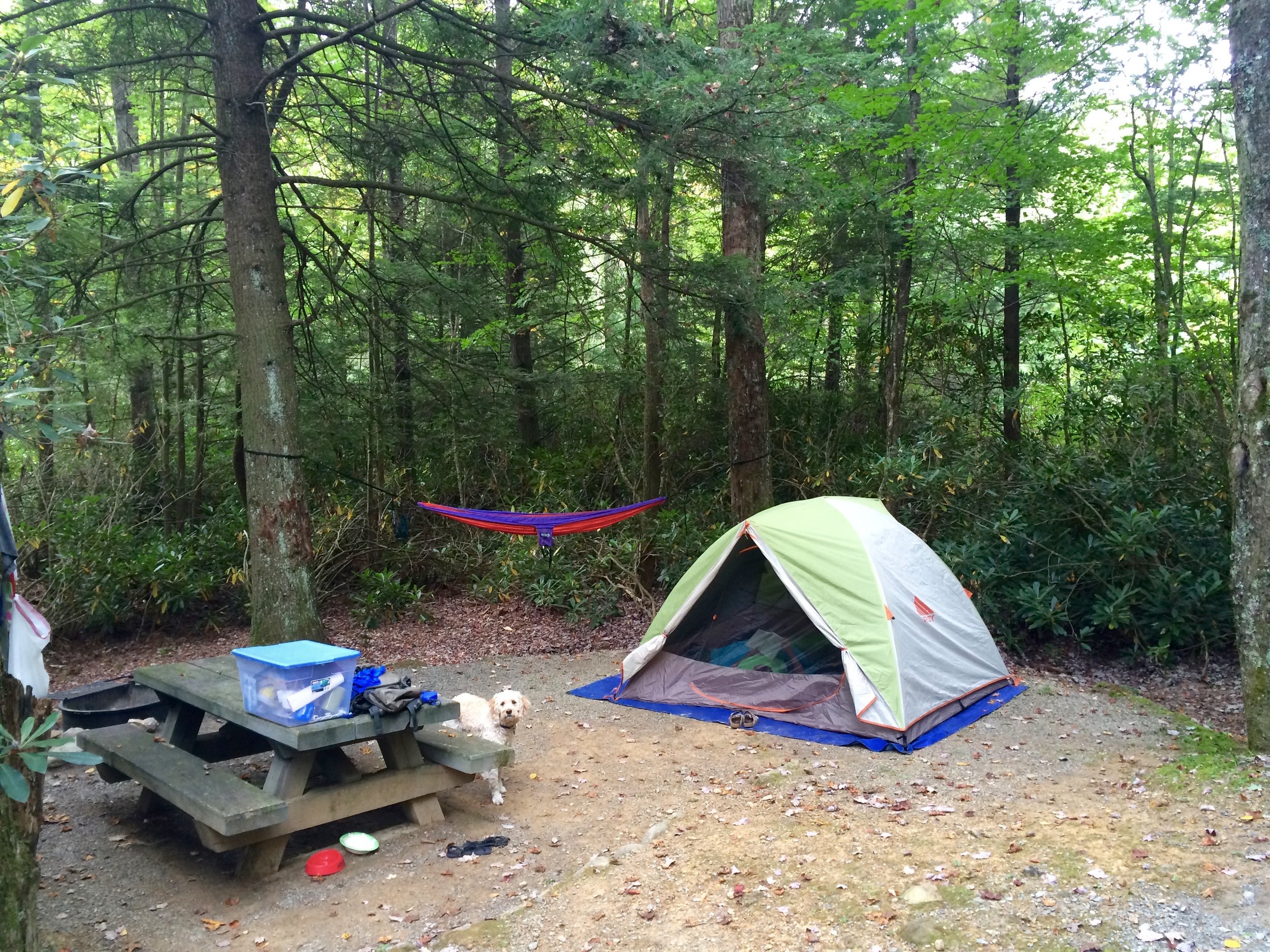 Our single night camp spot in Bear Tree campground. 