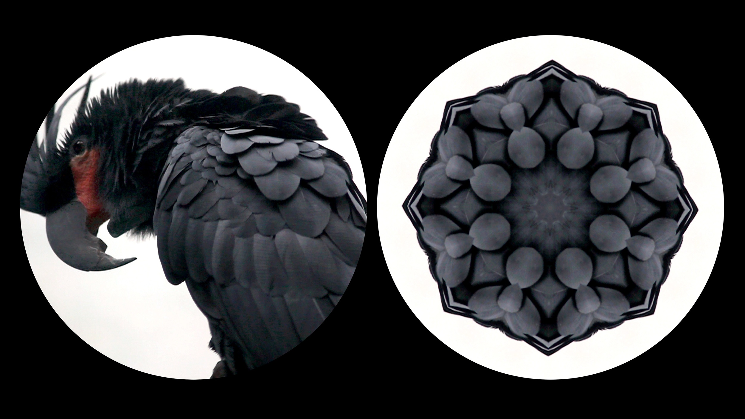  Leslie Thornton  Binocular Series: Black Parrot, HD video, 4min. 2012 