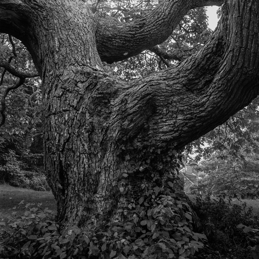 wharting_Wedge's Catalpa.jpg