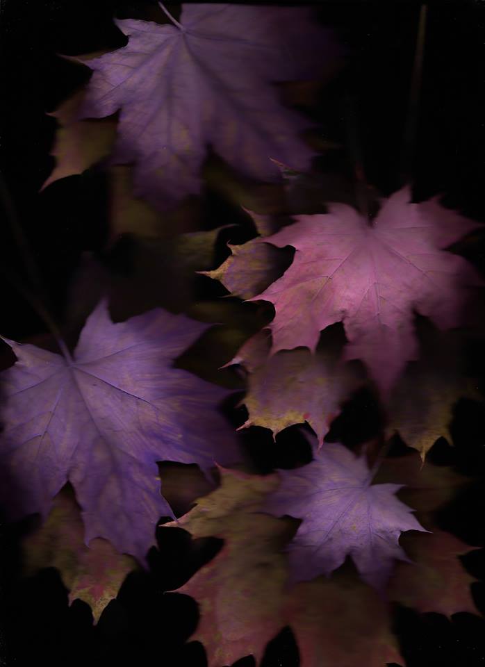 leaves 1.jpg