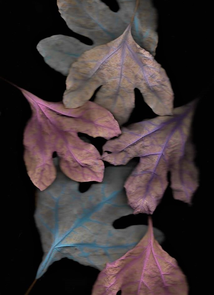 leaves 4.jpg