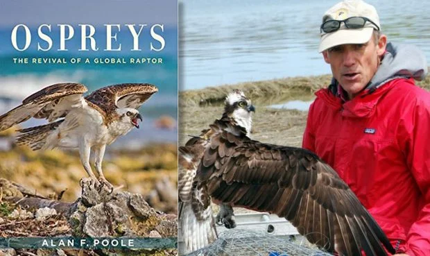 Alan-Poole-Ospreys-620x369.jpg