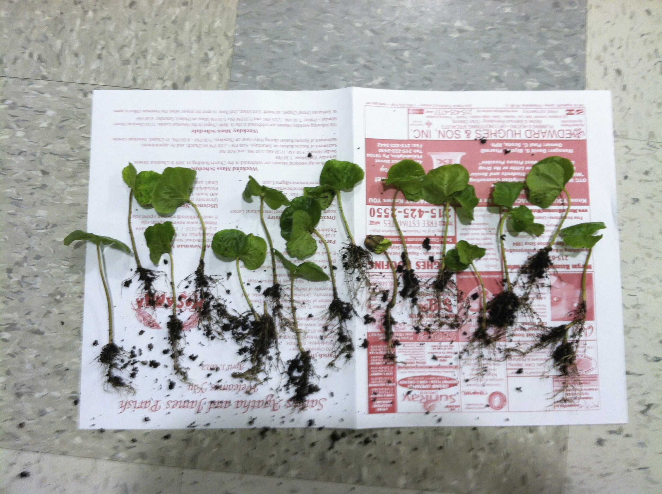 Baby Coffee Trees