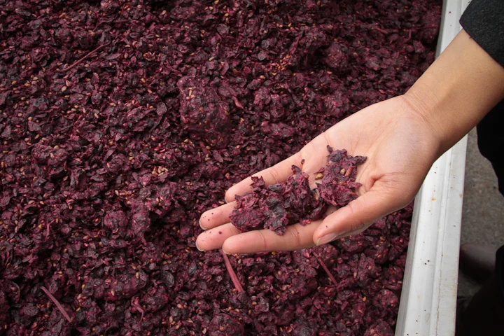 Andrea McBride holding red wine grapes skins at the vineyard.
