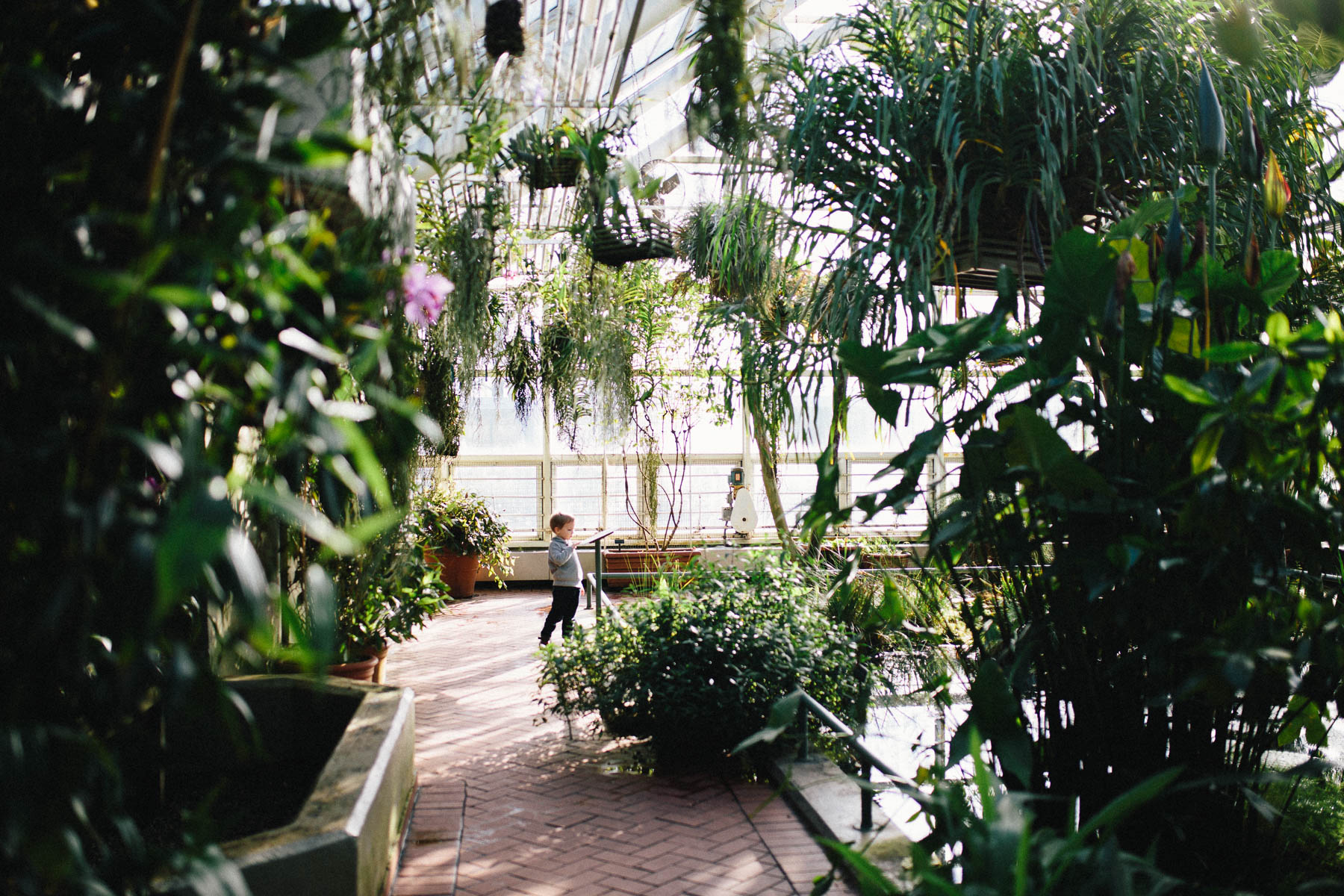 Everyday Adventure: Brooklyn Botanical Garden Conservatory