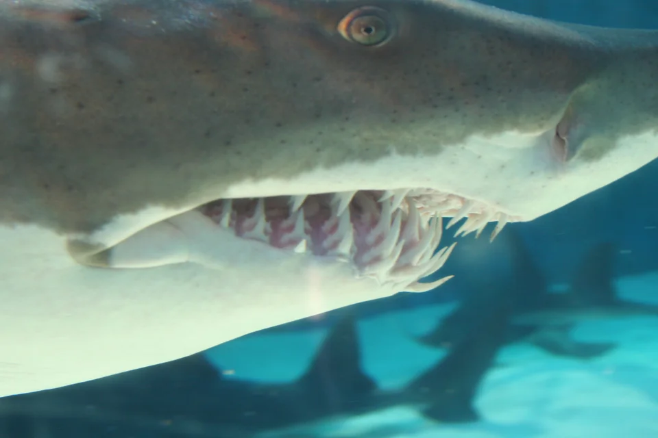 Aquarium10.jpg